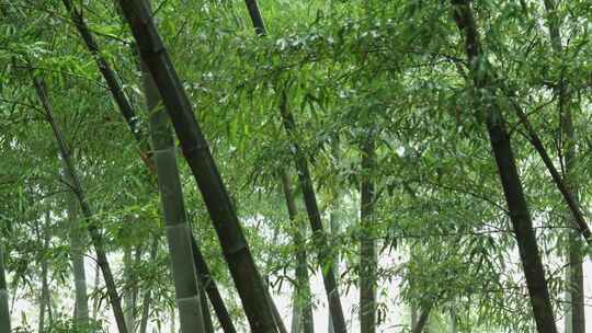 下雨天竹林景观特写，竹节挺拔竹叶繁茂