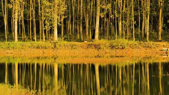 秋色水边树林