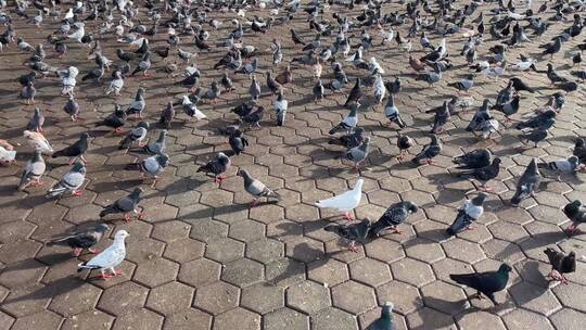 4K广场成群的鸽子