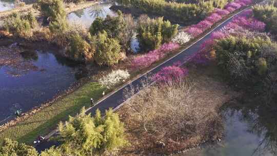 杭州西溪湿地春天公园小路 航拍梅花美景