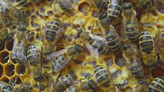 蜂巢工蜂采蜜花蜜蜂王