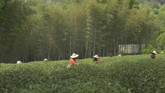 茶茶叶红茶艺采茶泡茶红茶山春茶道茶园农业