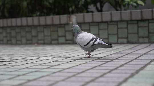 小区里的鸽子