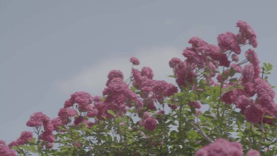 蔷薇花和天空LOG视频素材模板下载