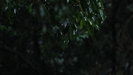 江南春天春雨雨滴绿色植物升格空镜视频素材模板下载