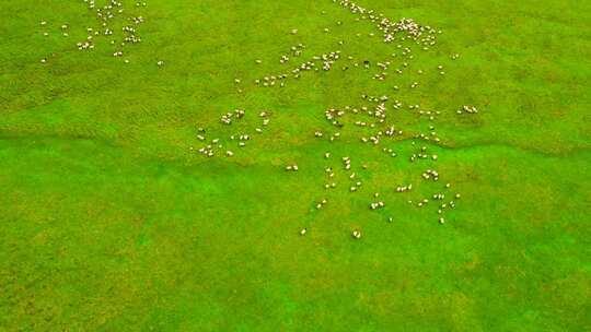 航拍大草原羊群放牧游牧