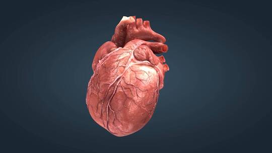 三维动画心脏跳动人体重要器官工作原理04