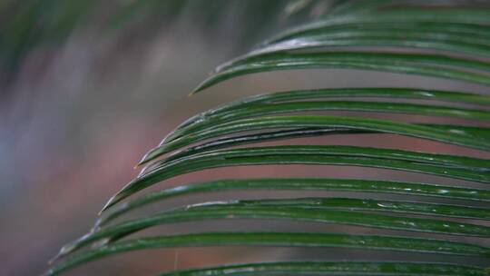 慢镜头大自然雨滴空镜-绿色植物-意境禅意