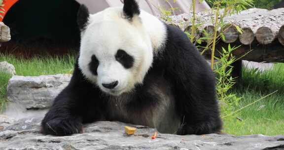 济南动物园国宝大熊猫雅吉华奥吃东西溜达