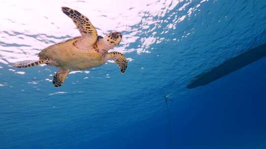 海龟，海洋，海洋生物，水下