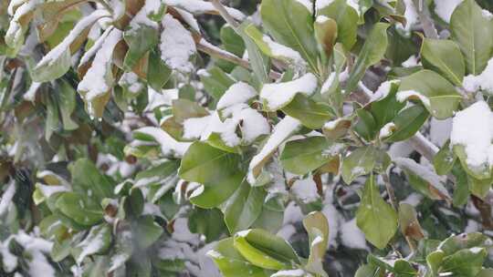 冬季下雪天树枝上的白雪