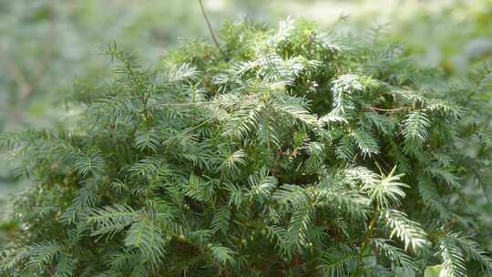 植物，常绿，叶，叶