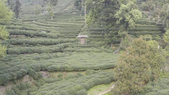 杭州西湖梅家坞茶园茶山