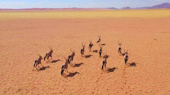 航拍平原上奔跑的一群大羚羊