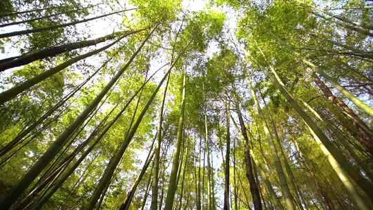 竹林 深山竹林视频素材模板下载