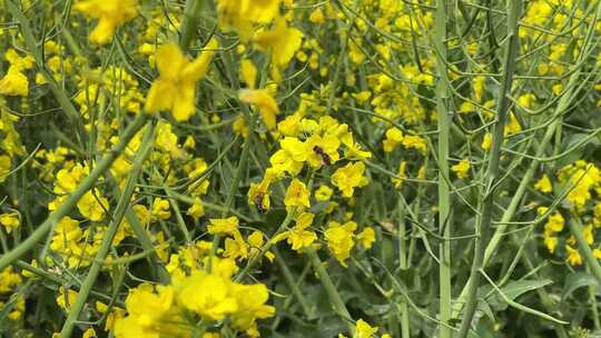 油菜花蜜蜂采蜜