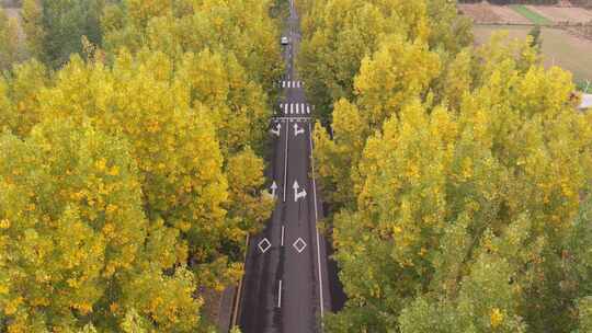 秋日林间道路俯瞰