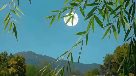 中秋月夜下树枝剪影景观合集