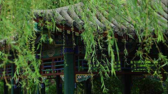 中式园林古建筑雨天下雨写意植物绿植唯美