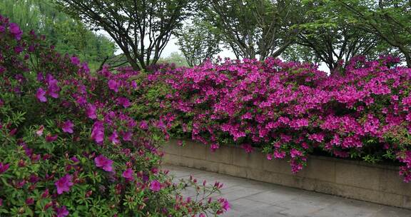 公园花坛杜娟花盛开美丽花海