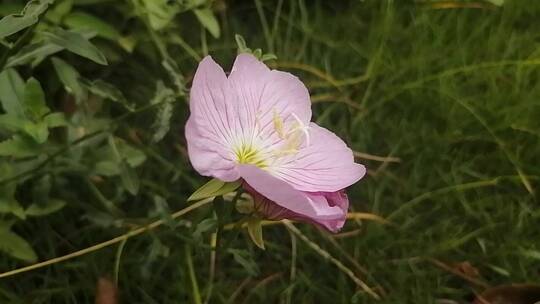 粉色花朵