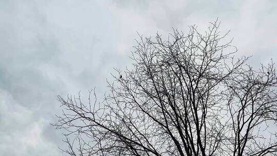 天空下冬天的树枝