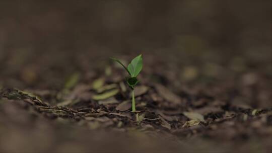 植物生长各角度拍摄