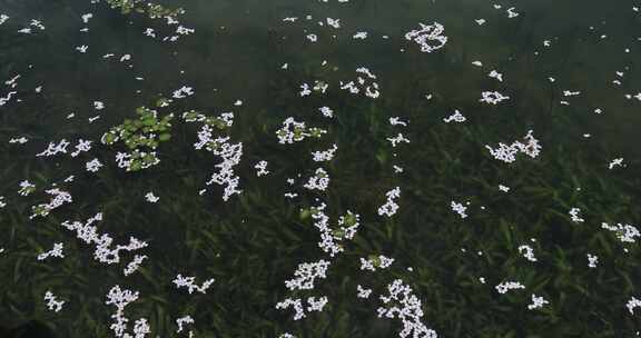 荡漾湖面飘浮的樱花花瓣