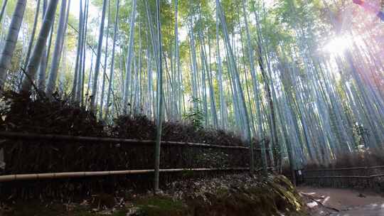 竹竿，日本，森林，竹子