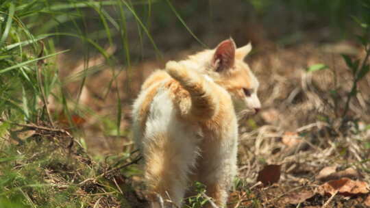 春天草丛里流浪猫橘猫尾巴