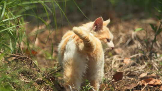 春天草丛里流浪猫橘猫尾巴视频素材模板下载