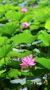 4K竖屏山东济南大明湖荷花夏天