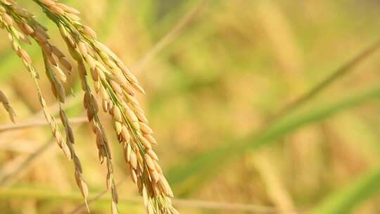 成熟的金黄稻穗的特写合集无音乐