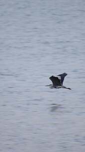 一只苍鹭在水面飞翔