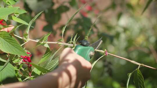 鼠尾草，植物，花，西梅