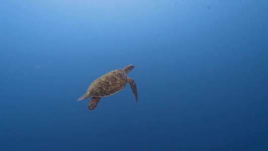 深海游行的海龟视频素材模板下载