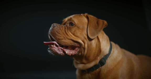 Dogue De Bordeaux，狗，