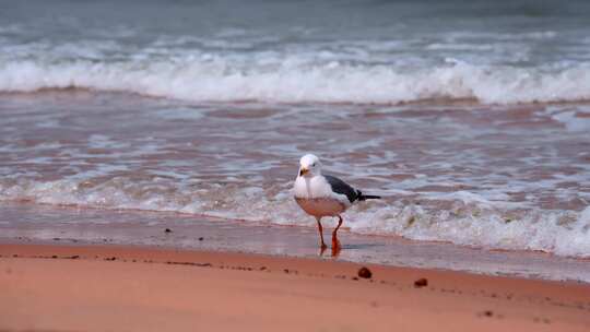 海滩沙滩上飞翔的海鸥