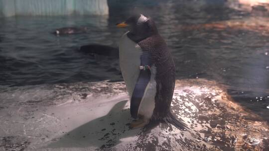 海洋公园企鹅穿梭游泳