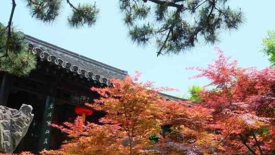 中式园林庭院古建筑屋檐秋天枫叶红叶黄叶