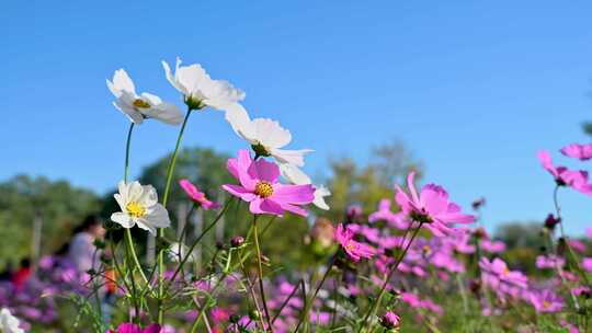 秋天盛开的粉色、白色格桑花