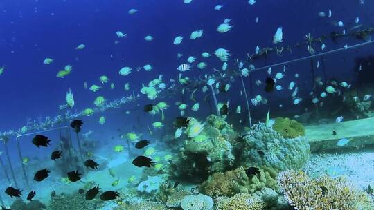 海底世界珊瑚礁