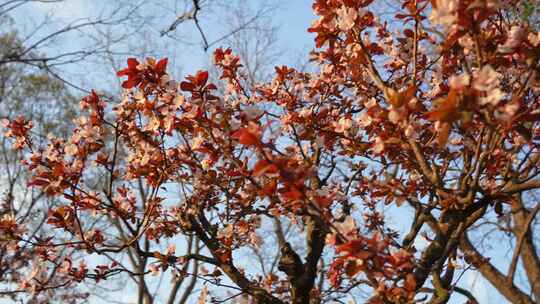 春天，阳光下的拙政园紫叶李花开视频素材模板下载
