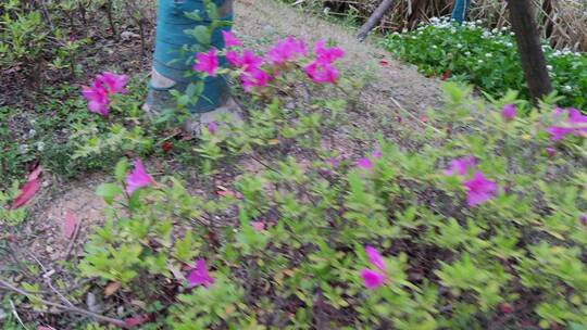 疫情城市街道农村菜园春天绿色植物