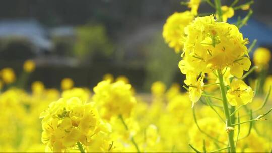 油菜花田