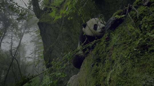 熊猫爬树爬山