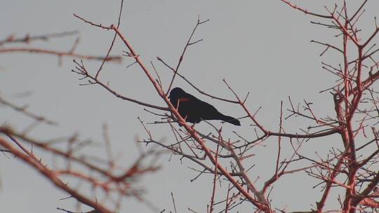 黑鸟栖息在树枝上视频素材模板下载