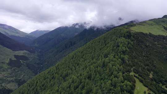 四姑娘山高原森林