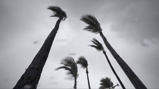 棕榈树在风中摇曳视频素材模板下载
