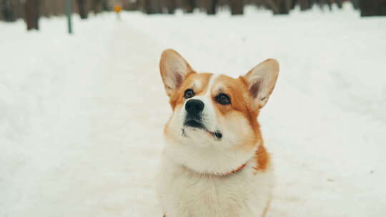 公园里雪中柯基犬的特写宠物坐在彭布罗克的